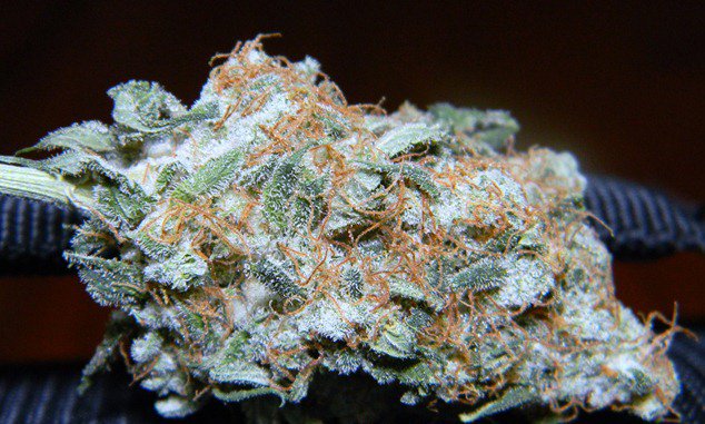 Strain: Moby Dick
Class: Sativa 
Taste: Citrus and Sweet 
*Makes you Uplifted, great for Hunger Problems
#StrainoftheDay #Weed #Bud #THC