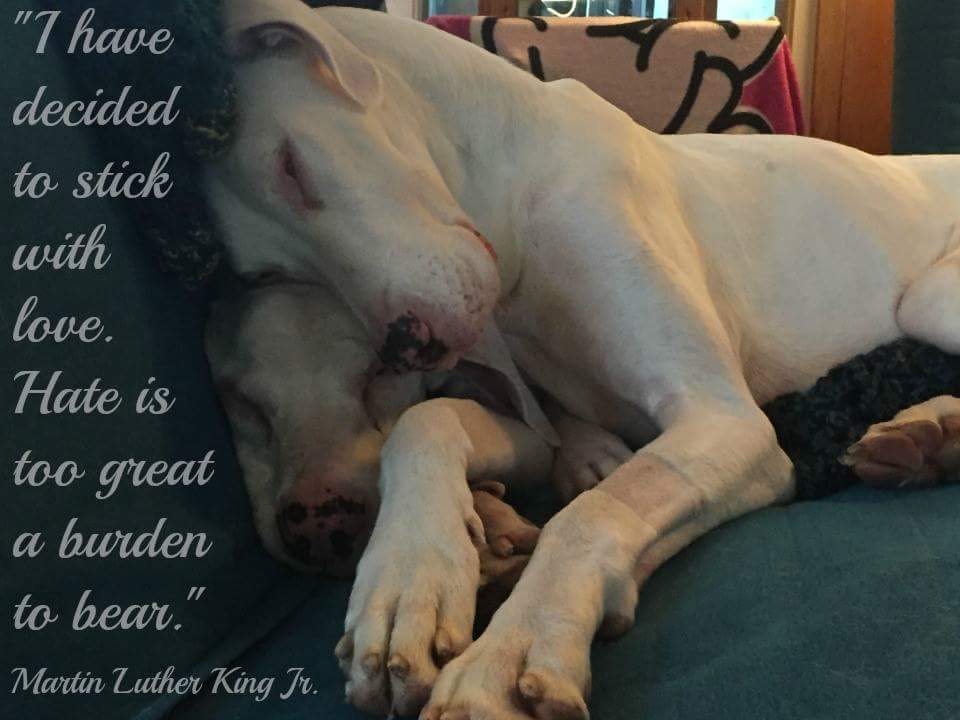 misplacedwings's tweet photo. #angelswithmisplacedwings is all about the #unconditionallove of all beings. We all deserve love &amp; acceptance no matter our situation. #MLK https://t.co/9Y5jPJaJXb