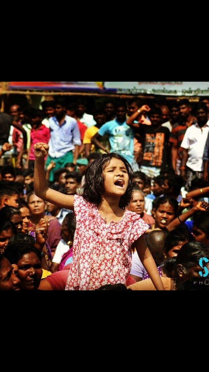 ssamiullah306's tweet image. #SaveOurCultureJALLIKATTU