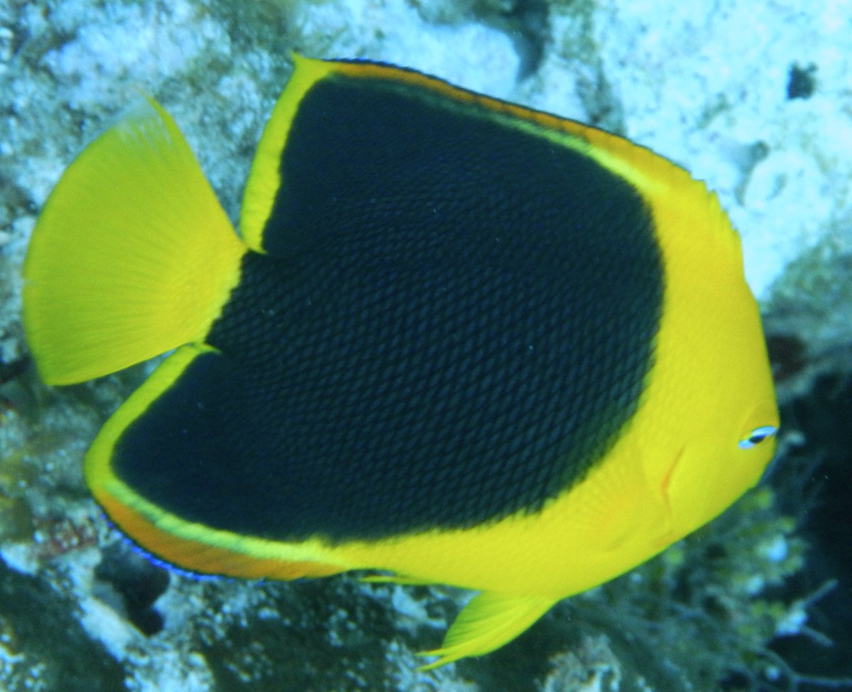 USTNeuroscience's tweet photo. @USTneuroscience student research projects include comparing visual responses among diverse species #neuroscience #neuroecology #rockbeauty https://t.co/HchZz6P9ar