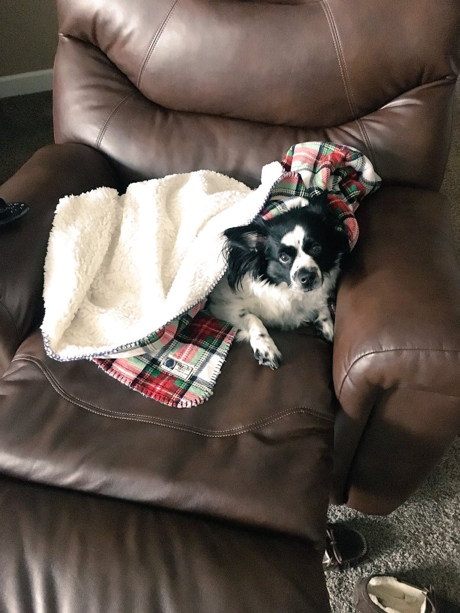 Little_Murphyy's tweet photo. I think Baker like the recliner just a little bit. #howifoundhim #allsnuggledup https://t.co/mreaCkTxbZ