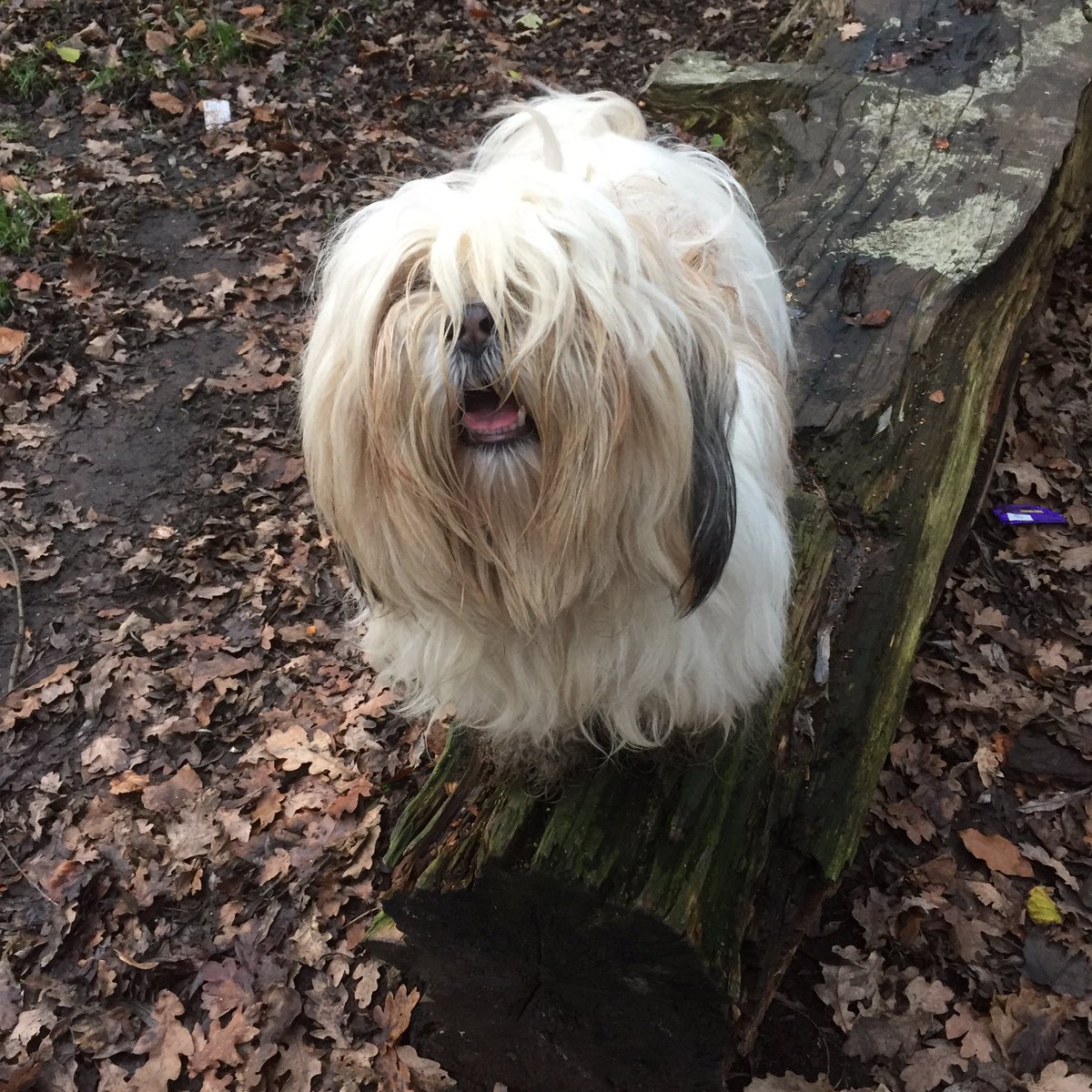 darcydoodledoo's tweet photo. Woodland walkies! https://t.co/R3D1CJ4k6W