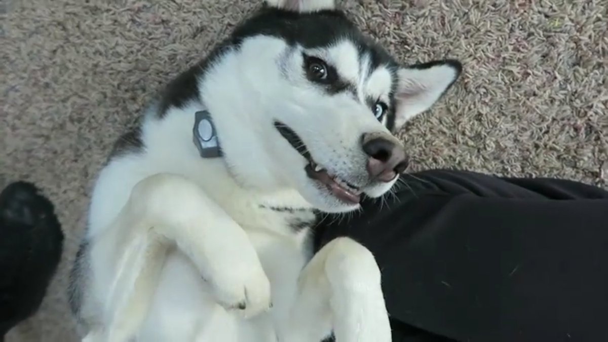 AustinBommarit1's tweet photo. @RomanAtwood when you realize your 20 minutes late to a meeting https://t.co/HBOpKj23Er