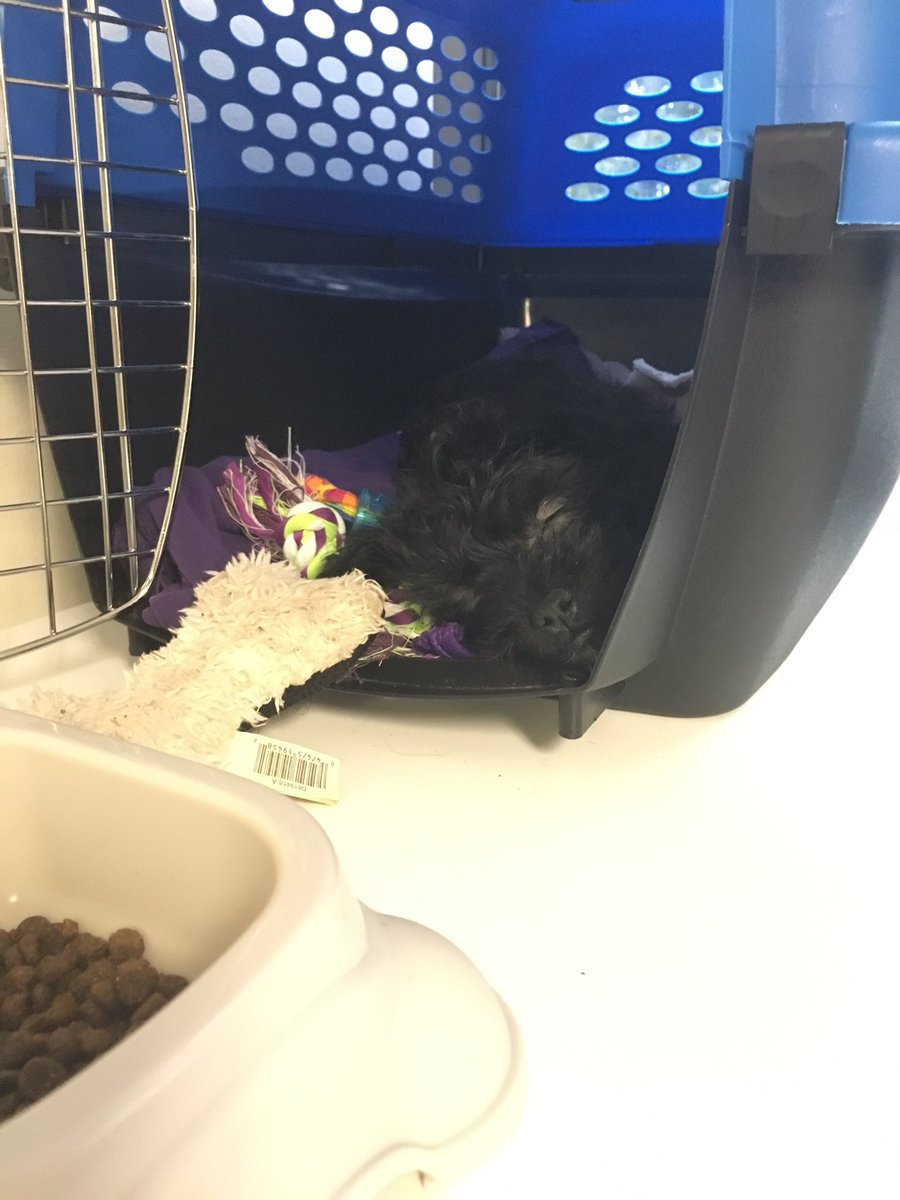 RegularITguy's tweet photo. Havin' a mid afternoon nap to boost productivity. #puppies #officeBestFriend https://t.co/5XHmmrKPII