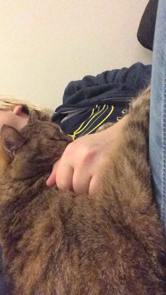 TheLifeOfTiger's tweet photo. #AwkwardAF #awkwardangle #CatsOfTwitter https://t.co/LwU7e9N2Zo