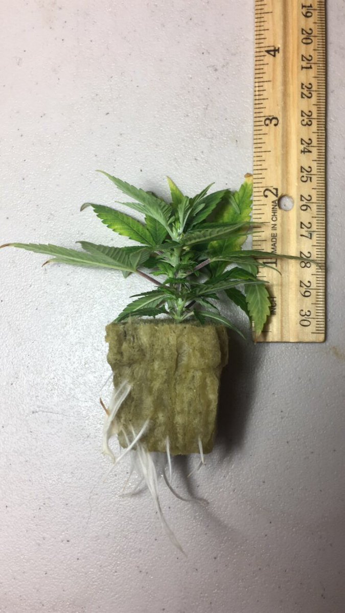 TwistedTips's tweet image. More Clones 🌱🌱🌱🌱🌱🍀 Always finding that 4 leaf clover #dank