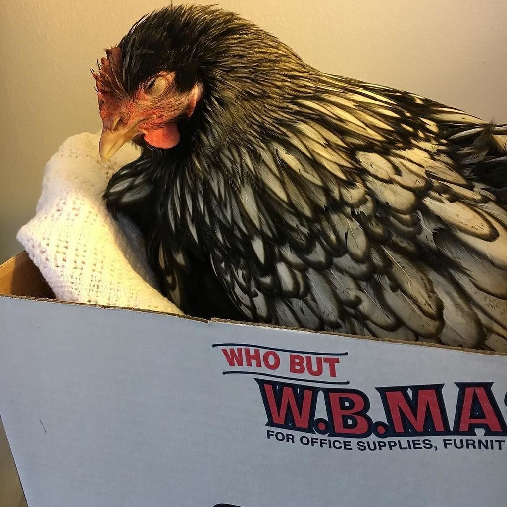 TheCluckeryEggs's tweet photo. Someone is getting picked on so she gets so join mama in the office today!! #backyardchick… https://t.co/g91VVVYm2J https://t.co/EYebZR25Ww