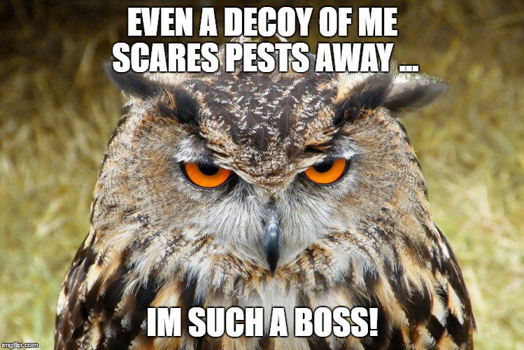 Image result for boss owl