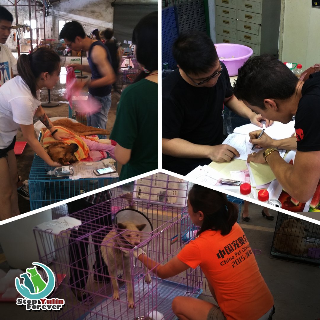 stopyulinforevr's tweet photo. Want to join the #StopYulinForever movement? Sign up to receive updates on how you can help https://t.co/l1RmbU36aJ #AllyForChange https://t.co/hROojnAQJj