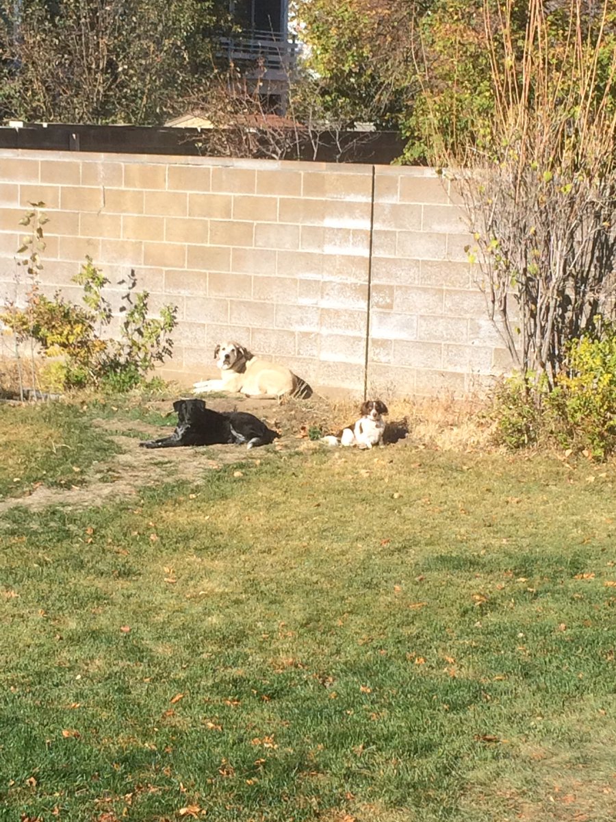 dynodad1's tweet photo. @rachyockey They're here just waiting for you to come home 😀 https://t.co/3c3qiArI8R