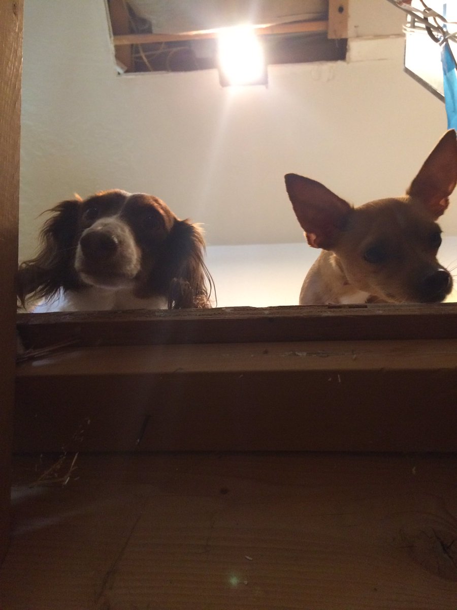 dynodad1's tweet photo. @rachyockey They're here just waiting for you to come home 😀 https://t.co/3c3qiArI8R