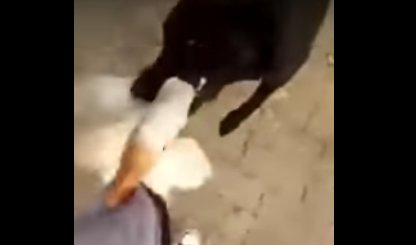 megacanalgdl's tweet photo. Un perro salva a su dueño del ataque de un ganso enfurecido #RedesMN #Viraldeldía @meganoticias https://t.co/q1sH7KJsEi https://t.co/cZeUQHCrSS