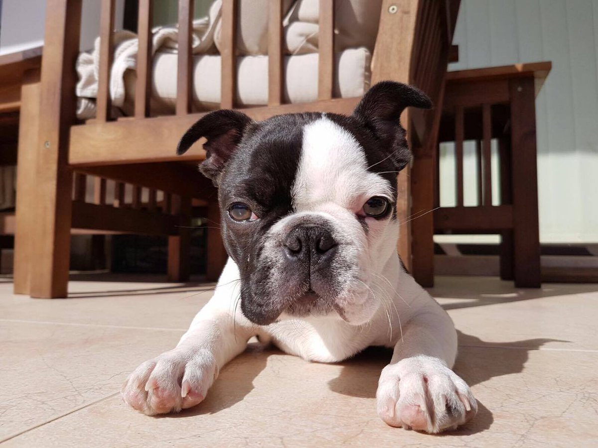 BostonCanarias's tweet photo. #Bentejui del #Faican de #Tamaran aka #Galy, #disfrutando del #sol de #Canarias. @BostonCanarias @BostonTerrier @CanaryIslandsEN @puppy https://t.co/L9PIKYs4SM