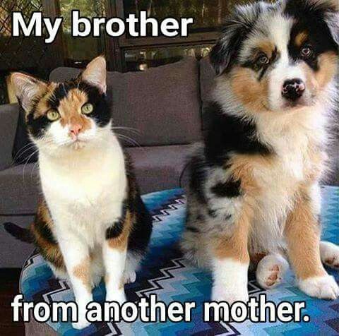 VipPetCare's tweet photo. Do you have any cats and dogs that could be brothers/sisters? Either look like each other or just good friends? #vippetcare https://t.co/easNifsybJ