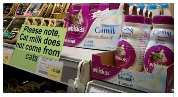 MissKayMurphy's tweet photo. When people are grossed out by the thought of cat milk but not cow milk 🙄#veganhour https://t.co/UYDcZ1uU95