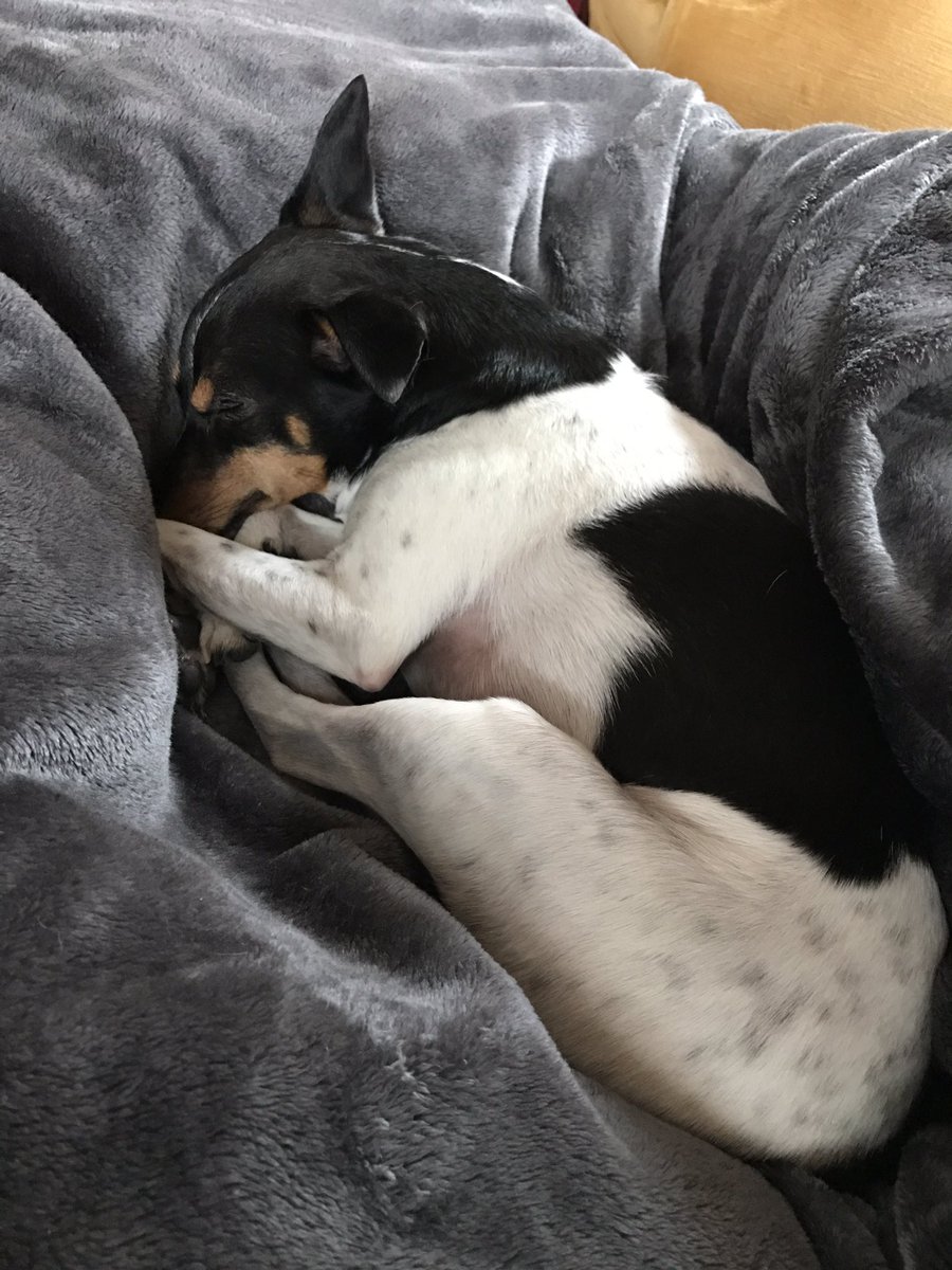 SchutteMath's tweet image. So this is what Coconut does when I'm at school.