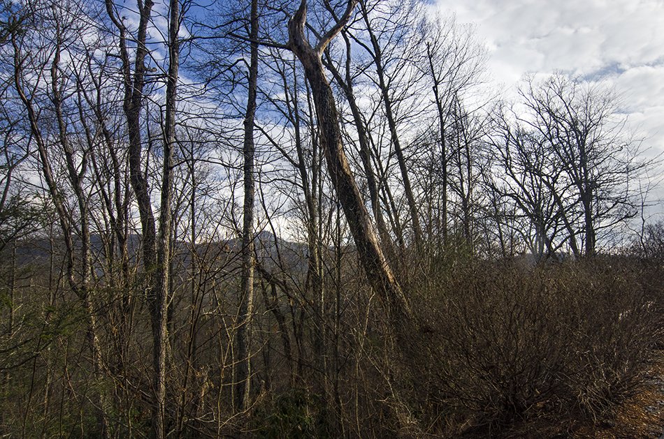 MountaintopClub's tweet photo. First time on the market! This LARGE lot for sale has easy access, is close to town, and what a view! Check it out!: https://t.co/rAlv80qwhp https://t.co/PSABbqfwni