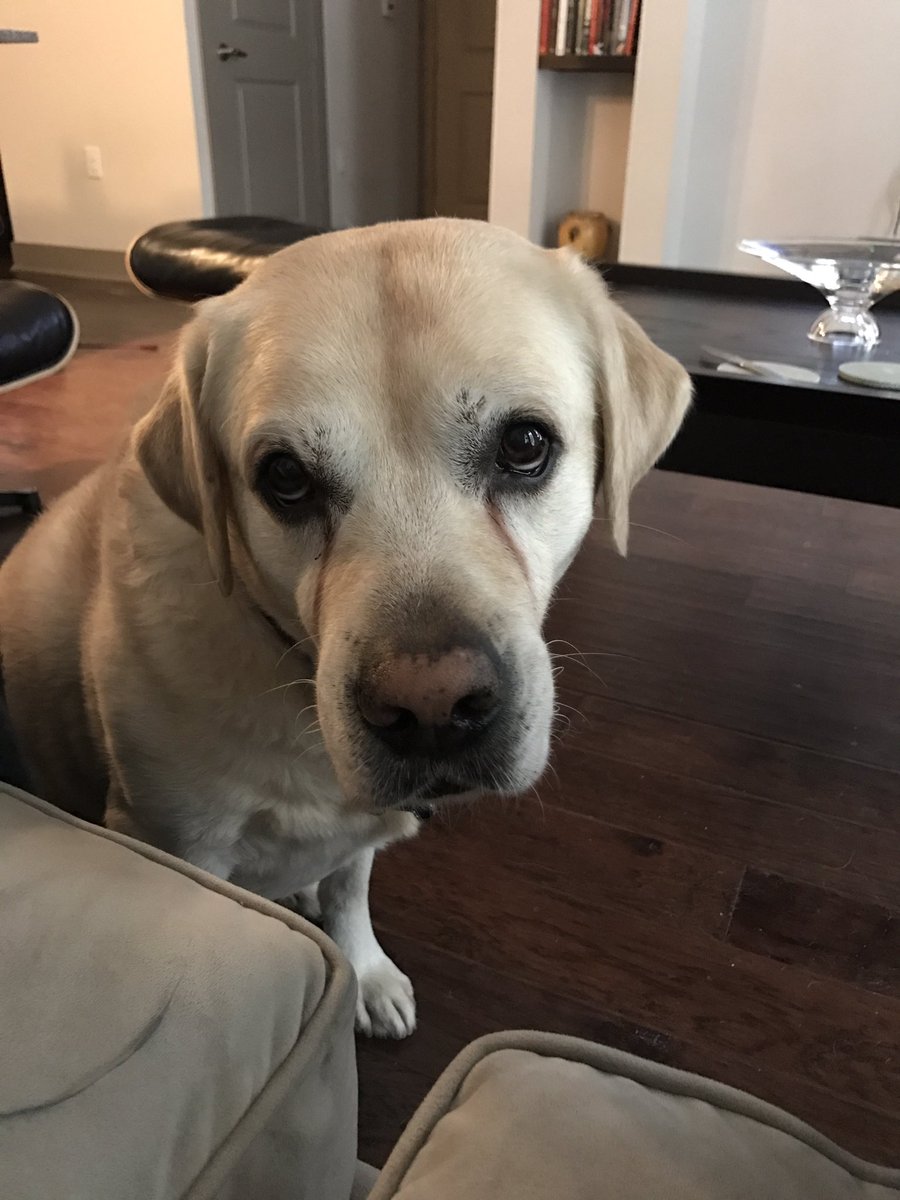 SADCHICANA's tweet photo. For each rt I will give my dog a kiss and tell him he's a good boy https://t.co/gqkSY8zGyt