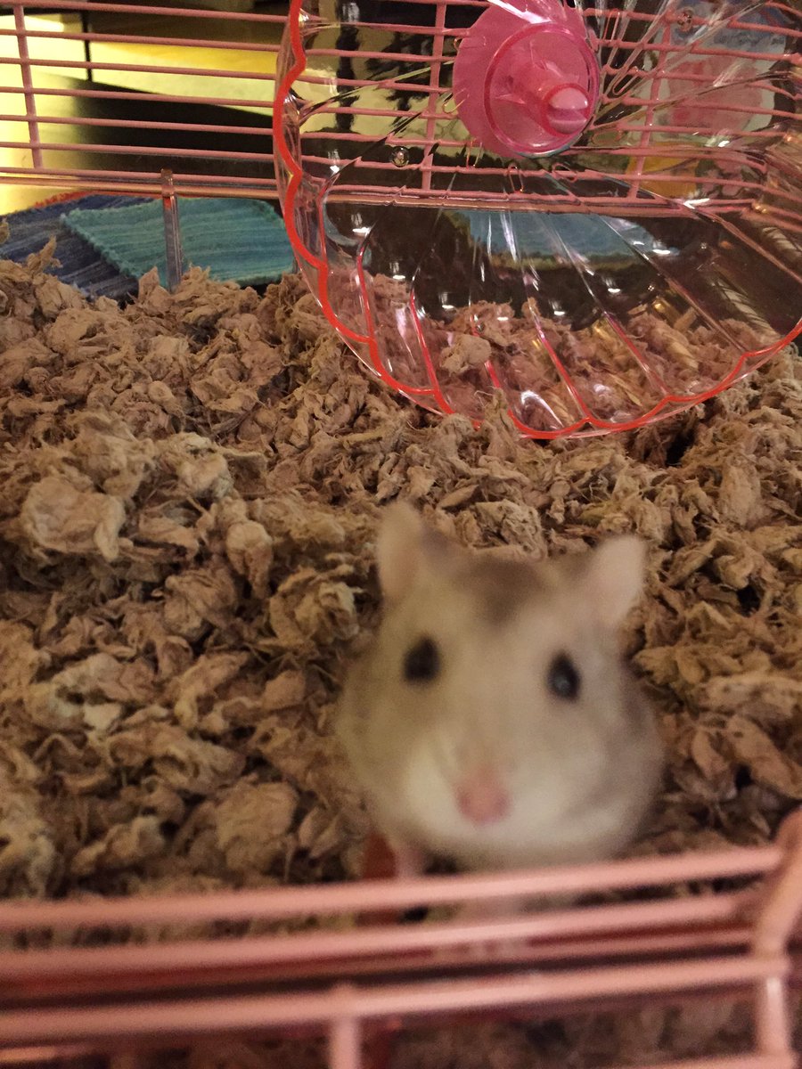 haileyjane12's tweet photo. RIP Chewy😢you were a real one. May you find a new favorite wheel in hamster heaven🐹 https://t.co/RCCZWU9y9q