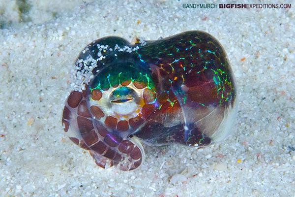 Strange_Animals's tweet photo. Berry's bobtail squid catches prey with a bioluminescent organ in the gill cavity which emits just enough light to not reveal its silhouette https://t.co/N3PuWuAVvL