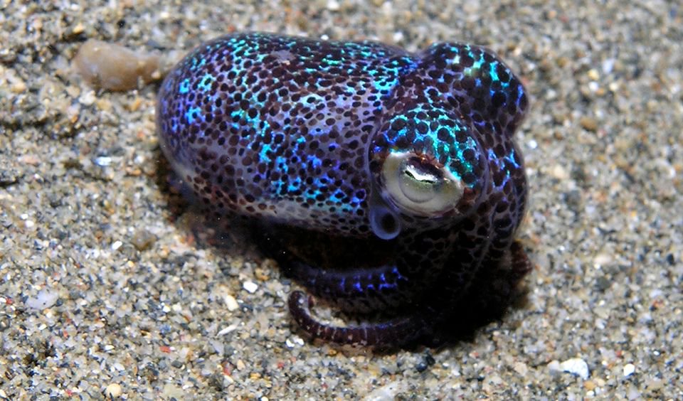 Strange_Animals's tweet photo. Berry's bobtail squid catches prey with a bioluminescent organ in the gill cavity which emits just enough light to not reveal its silhouette https://t.co/N3PuWuAVvL