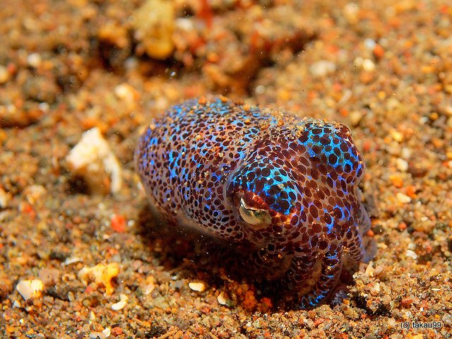 Strange_Animals's tweet photo. Berry's bobtail squid catches prey with a bioluminescent organ in the gill cavity which emits just enough light to not reveal its silhouette https://t.co/N3PuWuAVvL