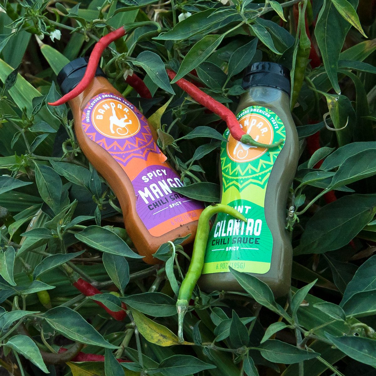 BandarFoods's tweet photo. Just chilli-n on the Bandar farm... https://t.co/pevZPP1WXW