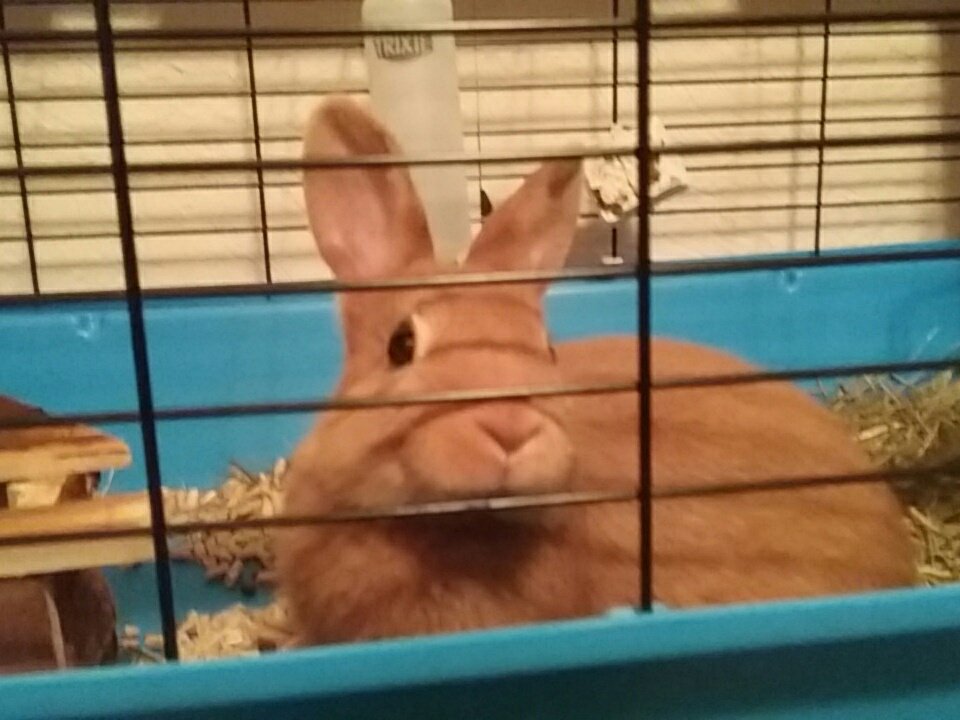 cipkunaite's tweet photo. Trixie want a carrot or cabbage! https://t.co/tiUTXKUr7O