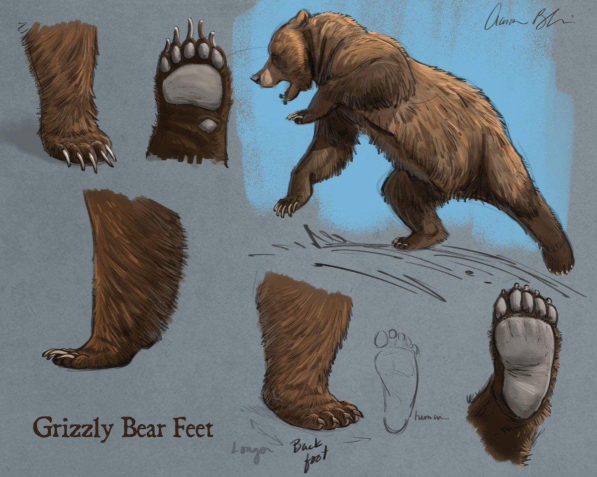 Unique Aaron Blaize Drawing Bear Sketch for Beginner