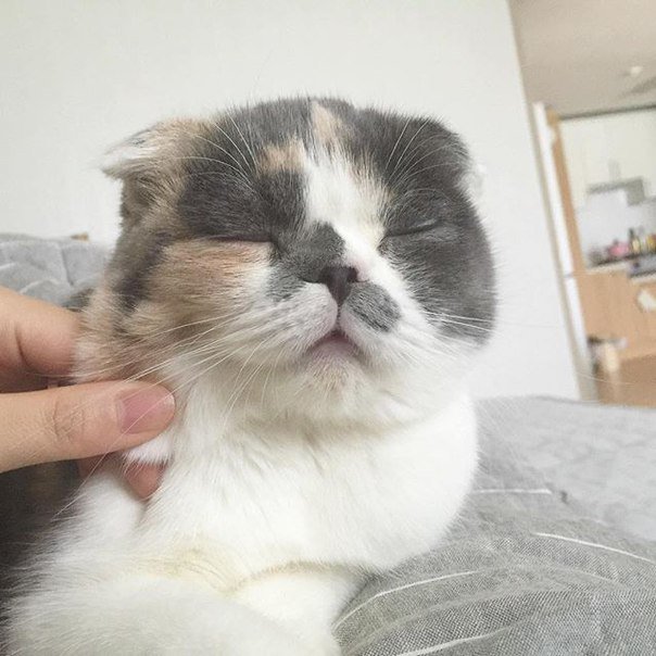 carousel_youth's tweet photo. И еще котика вам на ночь:3 https://t.co/5D7QXczxAQ