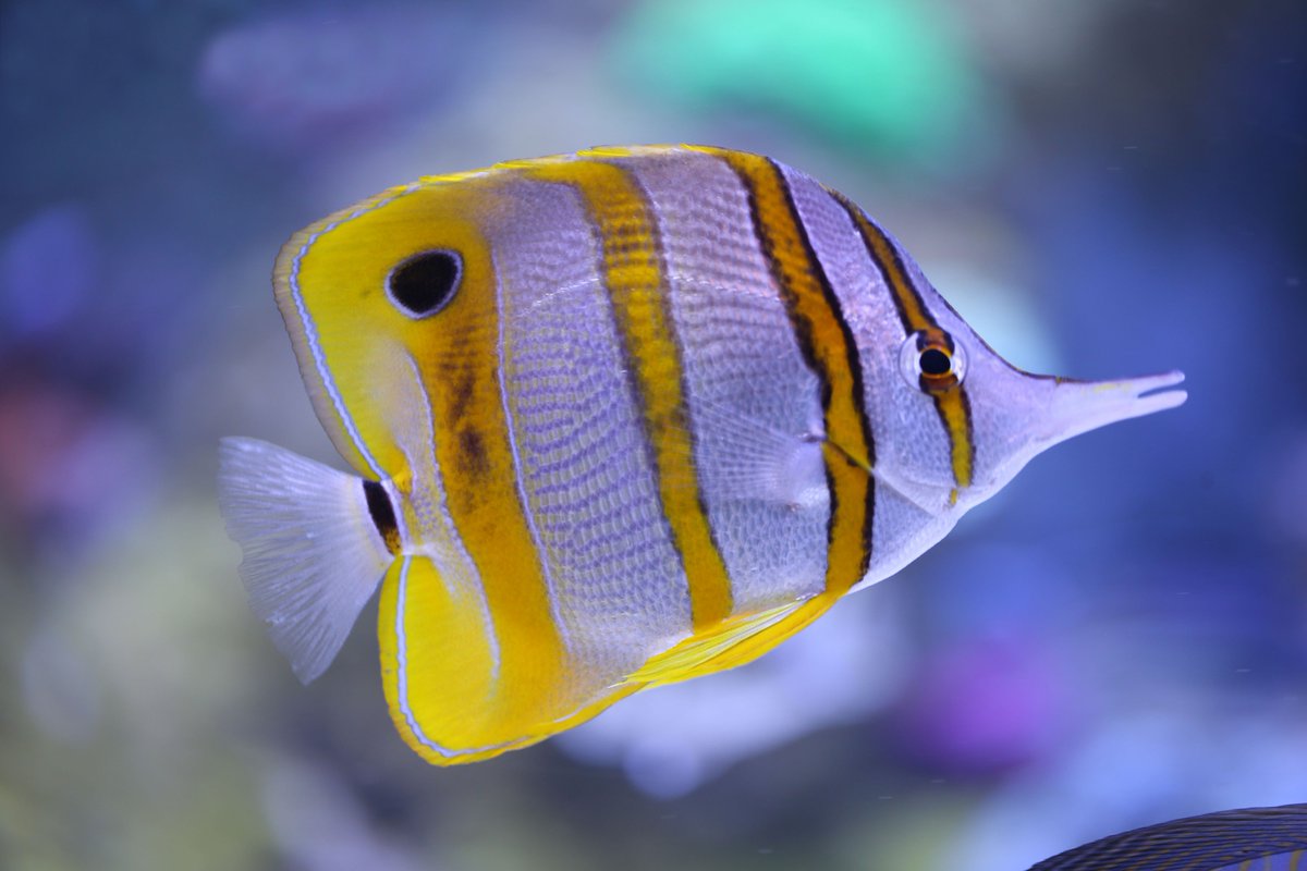 Toronto is Getting a Beach Party this Winter yyzmagazine.com/culture/toront… #Toronto #yyz #6ix