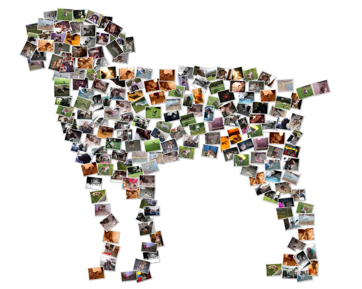 Signup for Professional #DogWalking @ CaryDogWalkers.com

We service all of #Cary #Apex #Morrisville #Raleigh #Garner #WakeCo #RTP #NC