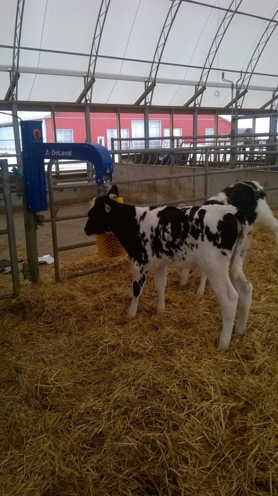 C_TWhytock's tweet photo. Finally got our baby calf brush installed! They love it! @NorwellDairy https://t.co/MgQxlsy250