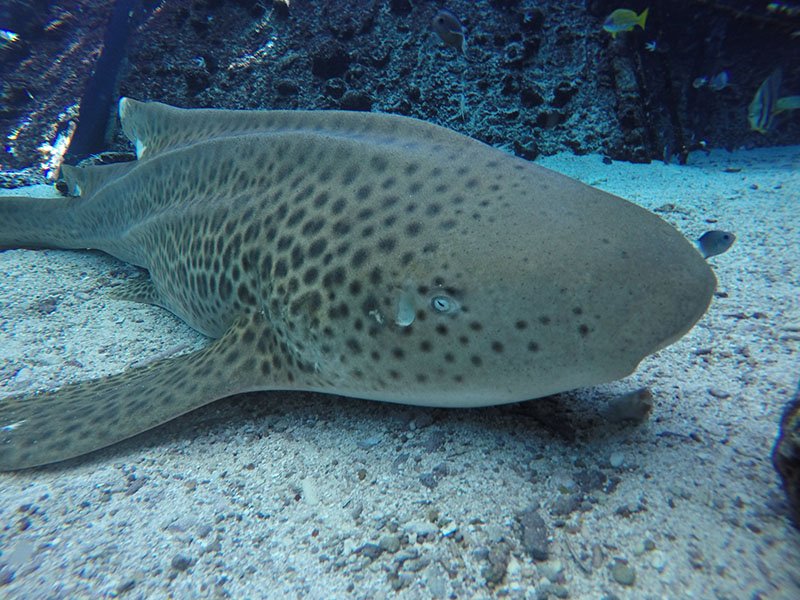 LabEquipment's tweet image. World First: #ZebraShark Changes Reproductive Strategy After Separated from Mate: bit.ly/2iEsMDB