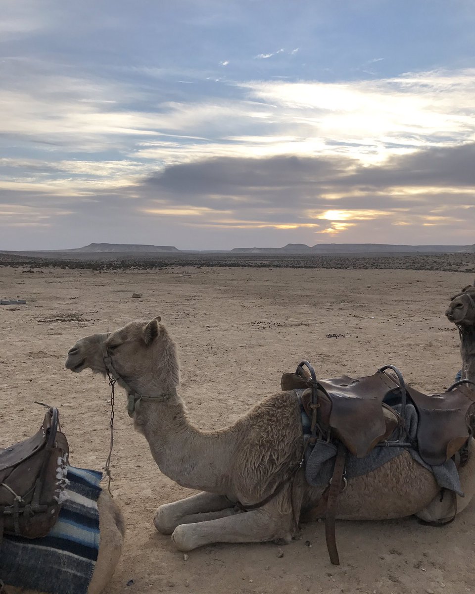 Rode a camel, camped in the #Negevdesert, hiked Mount #Masada, &amp; swam the #DeadSea within 24 hours. Thank you <a href="/birthright/">Birthright Israel</a> #israelfreespirit