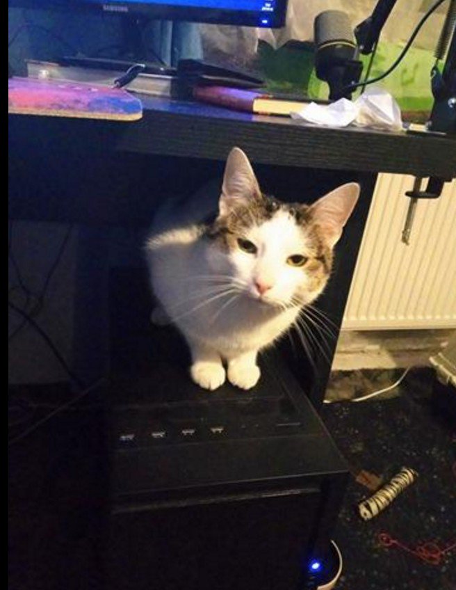 SkoczekDorian's tweet photo. @deadpine223 pc master race cat :D https://t.co/tk8bYfyACK