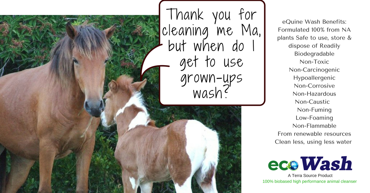 MyTerraSource's tweet photo. #EcoWash animal cleanser is the perfect solution for all farm animals - Get 10% OFF using promo code LOVE2017 https://t.co/wvNgGILAgG https://t.co/GA9lfBHaN9