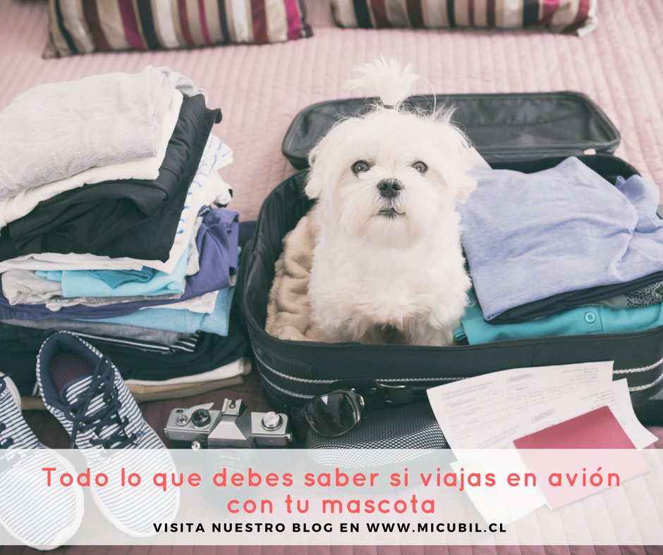 Vacaciones☀️? Conoce todos los datos para viajar en avión✈️ con tu #mascota 🐶🐱 : bit.ly/2jl2ms