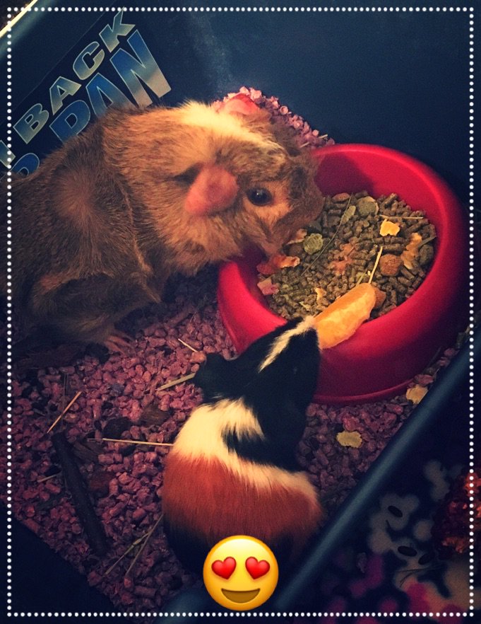 winter_owl24's tweet photo. These cuties are fitting into the household perfectly 😆 #guineapigs #pets #spoilingthem #wheekwheek https://t.co/4tzb5ANBZz