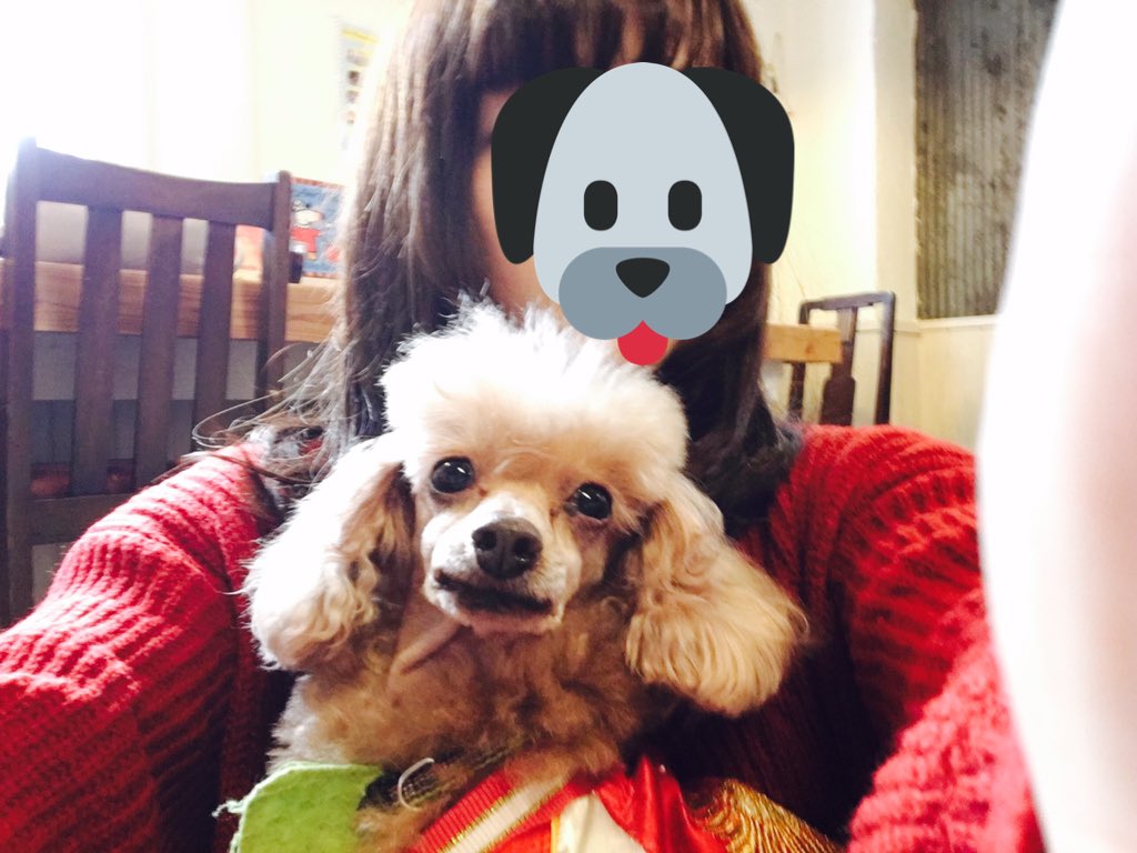 まっ C 犬からの猫いこう カメラ目線してくる犬氏もおるけん まじわかってるヮ