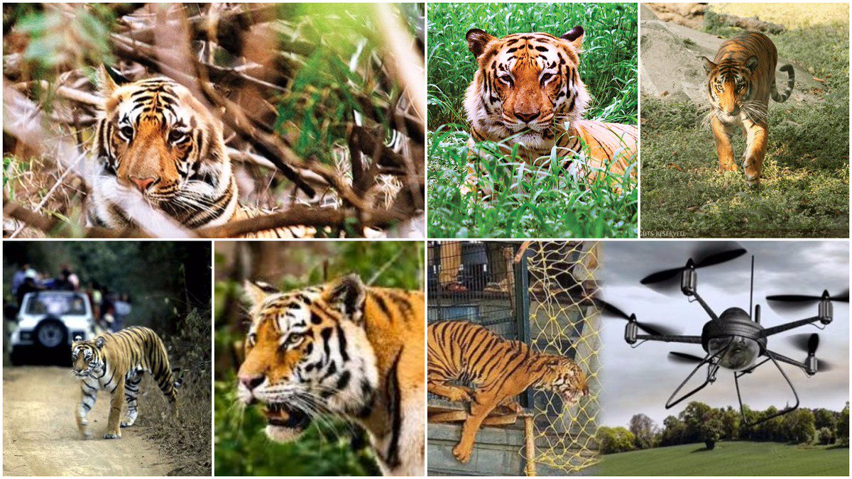 mpparimal's tweet photo. #NationalTigerConservationAuthority gets #defence ministry nod to use #drones in tiger reserves: #ProjectTiger: #ProtectTiger https://t.co/w5XVs632n1