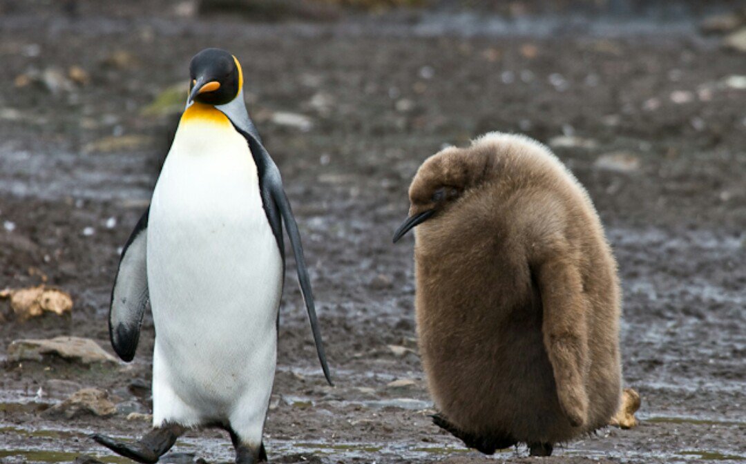Hoy va llovido barro en Talavera