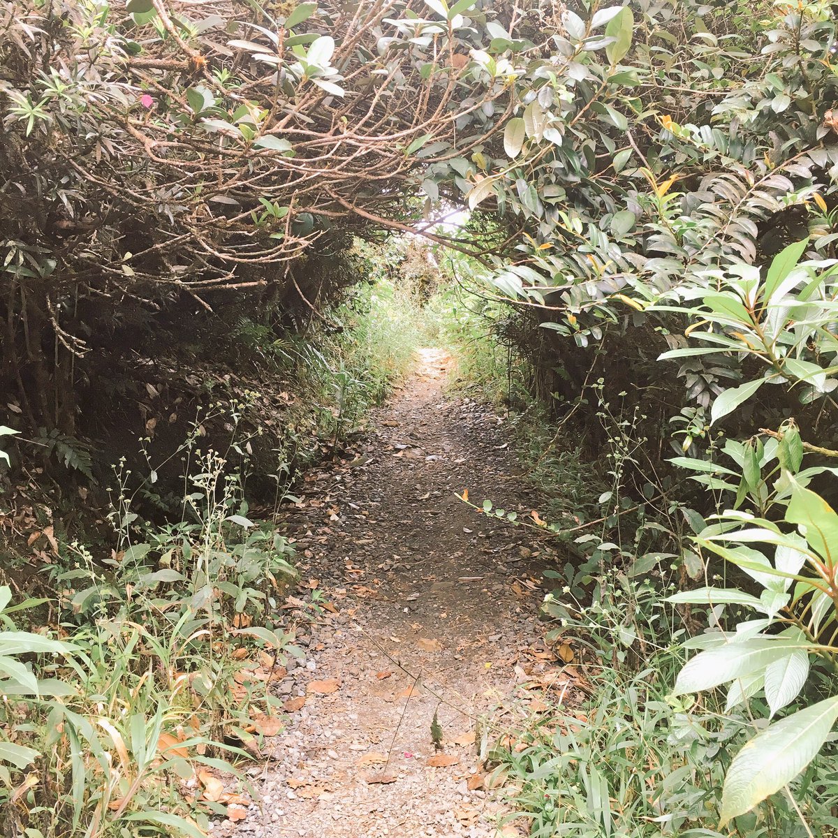 💚 RT @nydiaa___ El Yunque National Forest.📍 #PuertoRico