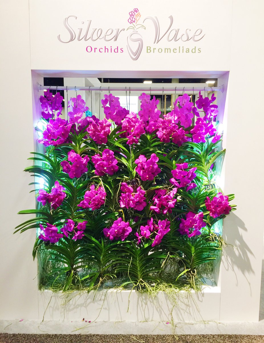 Silver Vase Orchids On Twitter Good Night Orchid Lovers