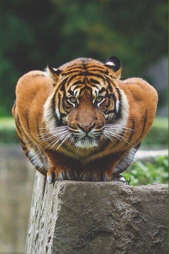 FunnyPicsDepot's tweet photo. Y'all I'm dead 😂😂 Tiger look like he do push-ups every night wit a chip on his shoulder. 
"Lion the king of the jungle my ass, WE GONE SEE!" https://t.co/HTegM1fYqu