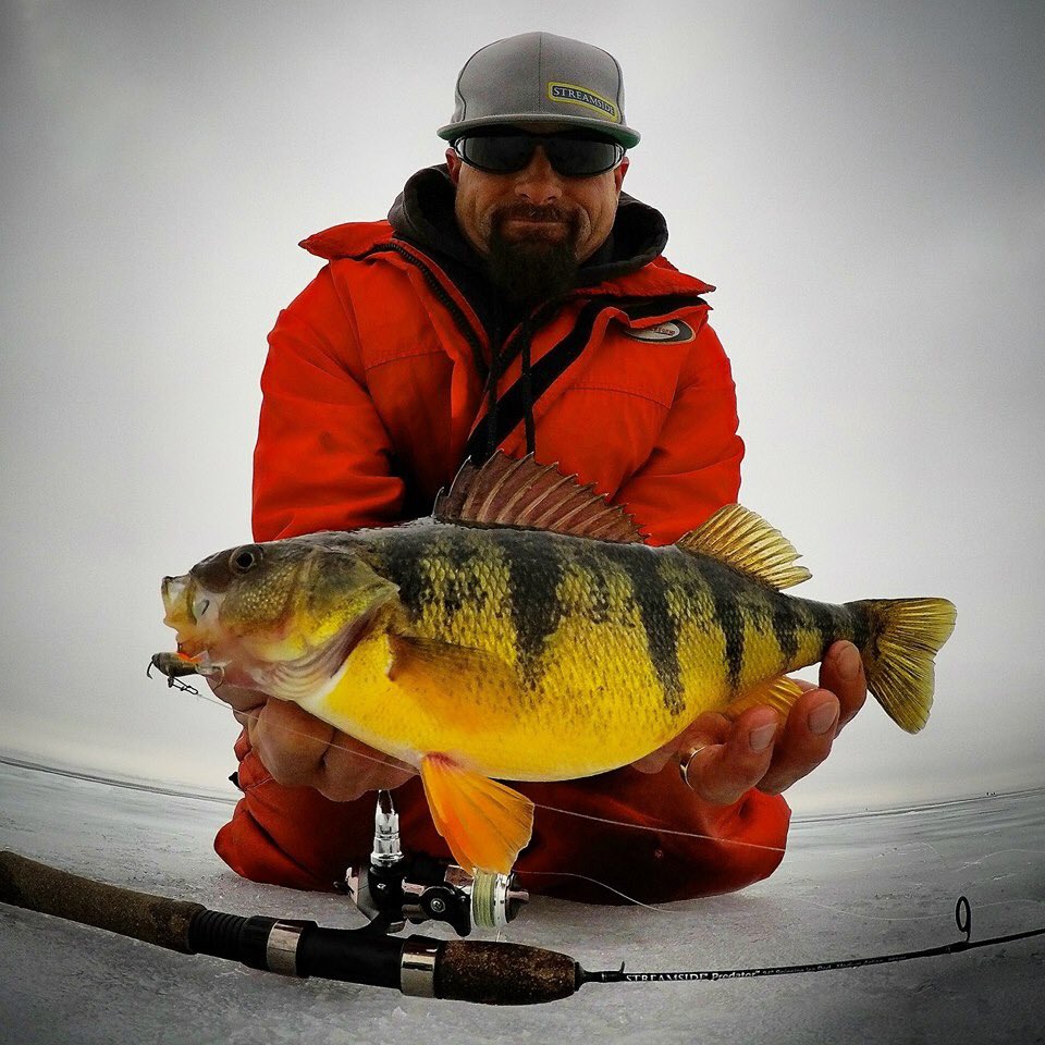 thefishinglife's tweet photo. #perchzilla https://t.co/pYfHiZP2Gs