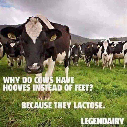 CanIHasALife's tweet photo. #Cows #LackToes #Puns #ILaughedTooHardOnThis https://t.co/83dA9ARNE5