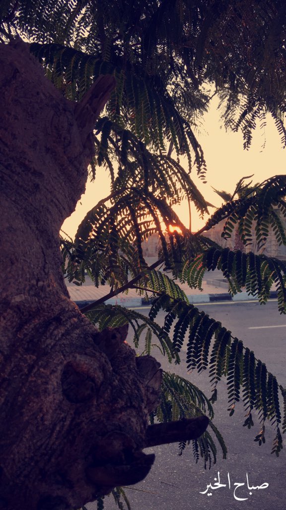#صباح_البهجةوالحبور
