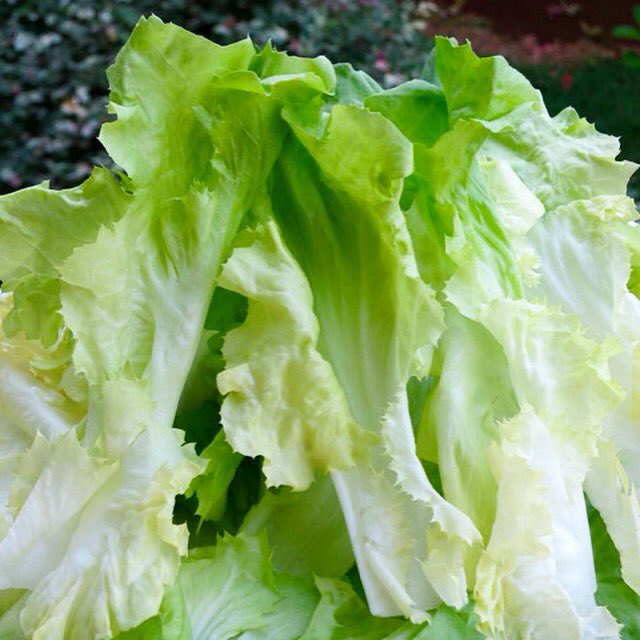CARNEVINO's tweet photo. The heart of an #escarole is very mild and perfectly suited for our Veal Saltimbocca. #intuitivetuesday @intuitiveforage https://t.co/uLbbh60oTw