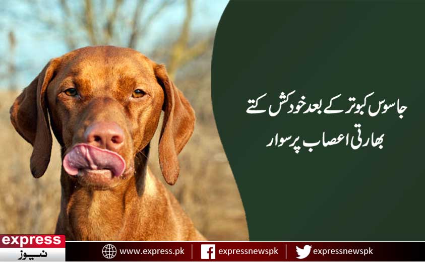 ExpressNewsPK's tweet photo. جاسوس کبوترکے بعد خودکش کتے، بدحواس بھارتی میڈیا کا نیا الزام - https://t.co/5TedAFB4Sn #SuicideDogs #SpyPigeons #India https://t.co/Xv9BgF4m0m